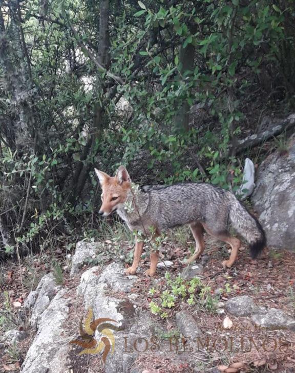 Los Remolinos Merlo Kültér fotó